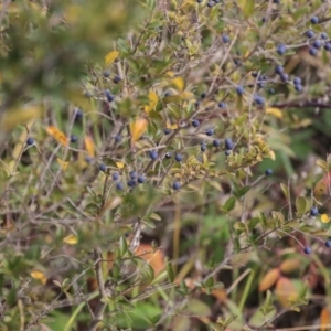 Ligustrum sinense at Dunlop, ACT - 16 Jun 2020 11:19 AM