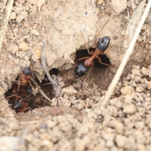 Camponotus consobrinus at Dunlop, ACT - 16 Jun 2020