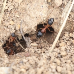 Camponotus consobrinus (Banded sugar ant) at Dunlop, ACT - 16 Jun 2020 by AlisonMilton
