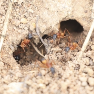 Camponotus consobrinus at Dunlop, ACT - 16 Jun 2020