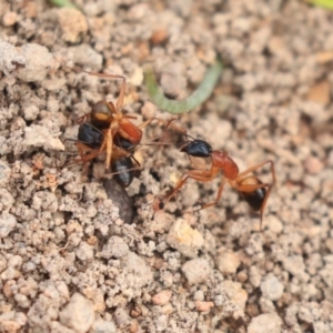 Camponotus consobrinus at Dunlop, ACT - 16 Jun 2020 12:15 PM