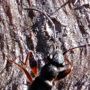 Daerlac cephalotes at Molonglo River Reserve - 5 Jul 2020