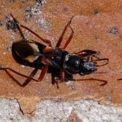 Daerlac cephalotes at Molonglo River Reserve - 5 Jul 2020