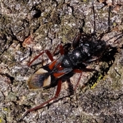 Daerlac cephalotes at Molonglo River Reserve - 5 Jul 2020