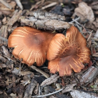Unverified Cap on a stem; gills below cap [mushrooms or mushroom-like] at Dunlop, ACT - 16 Jun 2020 by AlisonMilton