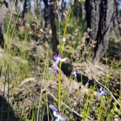 Lobelia dentata/gibbosa (Lobelia dentata or gibbosa) at Morton National Park - 5 Jul 2020 by JulieL