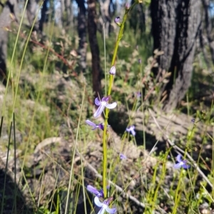 Lobelia dentata/gibbosa at Endrick, NSW - 5 Jul 2020