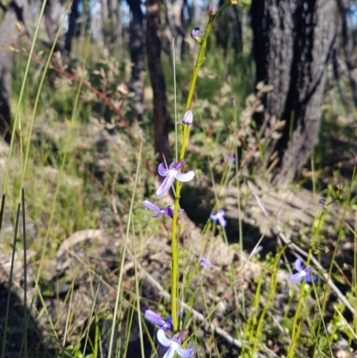 Lobelia dentata/gibbosa (Lobelia dentata or gibbosa) at Morton National Park - 5 Jul 2020 by JulieL