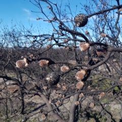 Isopogon sp. (A Cone-bush) at Morton National Park - 5 Jul 2020 by JulieL