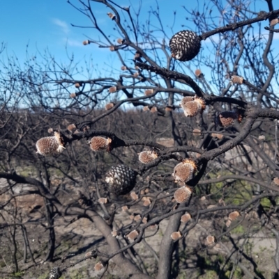 Isopogon (genus) (A Cone-bush) at Endrick, NSW - 5 Jul 2020 by JulieL