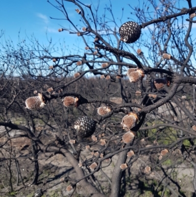 Isopogon sp. (A Cone-bush) at Morton National Park - 5 Jul 2020 by JulieL