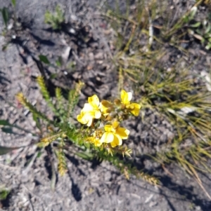 Goodenia sp. at Endrick, NSW - 5 Jul 2020 12:22 PM