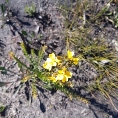 Goodenia sp. (Goodenia) at Morton National Park - 5 Jul 2020 by JulieL