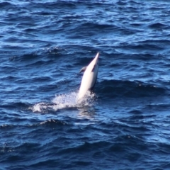 Delphinus delphis (Common Dolphin) at Batemans Marine Park - 5 Jul 2020 by LisaH