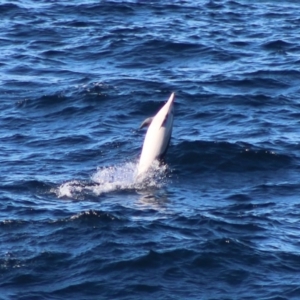 Delphinus delphis at Batemans Marine Park - 5 Jul 2020