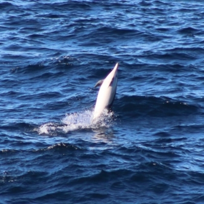 Delphinus delphis (Common Dolphin) at Guerilla Bay, NSW - 5 Jul 2020 by LisaH