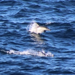 Delphinus delphis at Batemans Marine Park - 5 Jul 2020