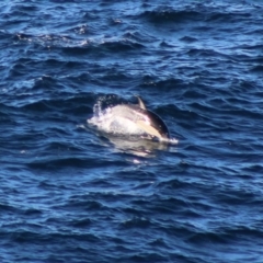 Delphinus delphis at Batemans Marine Park - 5 Jul 2020 03:56 PM