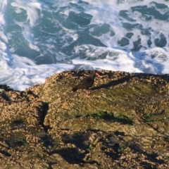 Haematopus fuliginosus (Sooty Oystercatcher) at Batemans Marine Park - 5 Jul 2020 by LisaH