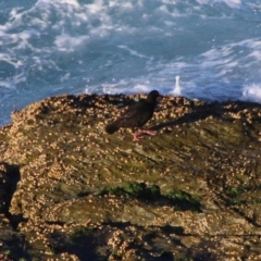 Haematopus fuliginosus at Guerilla Bay, NSW - 5 Jul 2020