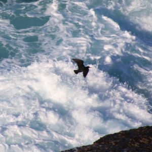 Haematopus fuliginosus at Guerilla Bay, NSW - 5 Jul 2020