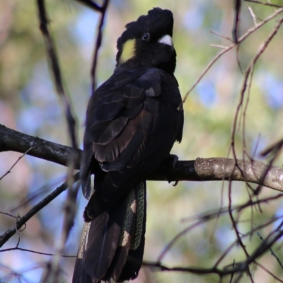 Zanda funerea (Yellow-tailed Black-Cockatoo) at Moruya, NSW - 5 Jul 2020 by LisaH