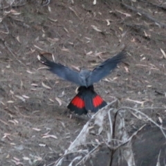 Calyptorhynchus lathami (Glossy Black-Cockatoo) at Moruya, NSW - 5 Jul 2020 by LisaH