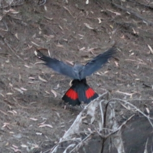 Calyptorhynchus lathami lathami at Moruya, NSW - 5 Jul 2020