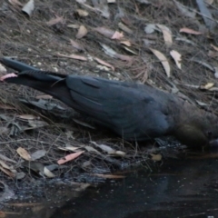 Calyptorhynchus lathami lathami at Moruya, NSW - 5 Jul 2020