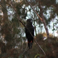 Calyptorhynchus lathami lathami at Moruya, NSW - suppressed