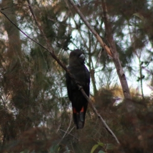 Calyptorhynchus lathami at Moruya, NSW - 5 Jul 2020