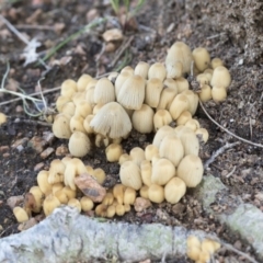 Coprinellus disseminatus (Coprinellus disseminatus) at Belconnen, ACT - 3 Jul 2020 by AlisonMilton