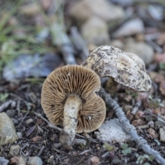 zz agaric (stem; gills not white/cream) at Belconnen, ACT - 3 Jul 2020 by AlisonMilton