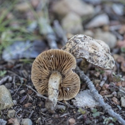 Unidentified Cap on a stem; gills below cap [mushrooms or mushroom-like] at Lake Ginninderra - 3 Jul 2020 by Alison Milton