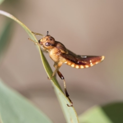 Pseudoperga lewisii (A Sawfly) at Weetangera, ACT - 10 Mar 2020 by AlisonMilton