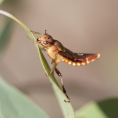 Pseudoperga lewisii (A Sawfly) at Weetangera, ACT - 9 Mar 2020 by AlisonMilton