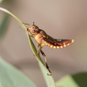 Pseudoperga lewisii at Weetangera, ACT - 10 Mar 2020