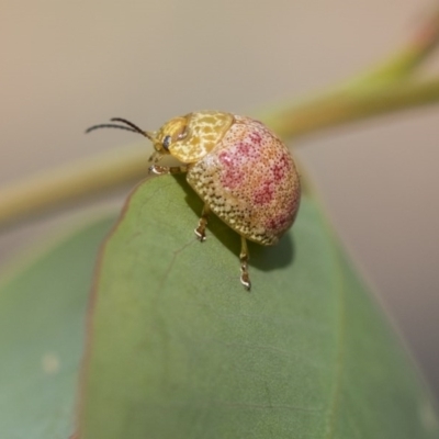 Paropsisterna fastidiosa (Eucalyptus leaf beetle) at The Pinnacle - 10 Mar 2020 by AlisonMilton
