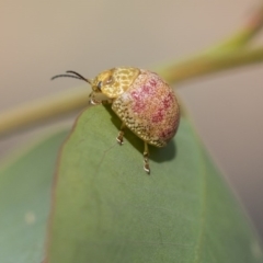 Paropsisterna fastidiosa (Eucalyptus leaf beetle) at Hawker, ACT - 10 Mar 2020 by AlisonMilton