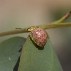 Paropsisterna fastidiosa at Hawker, ACT - 10 Mar 2020