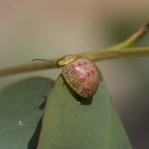 Paropsisterna fastidiosa at Hawker, ACT - 10 Mar 2020