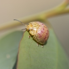 Paropsisterna fastidiosa at Hawker, ACT - 10 Mar 2020