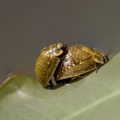 Paropsisterna cloelia (Eucalyptus variegated beetle) at Dunlop, ACT - 10 Mar 2020 by AlisonMilton