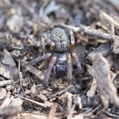 Badumna insignis (Black House Spider) at Lake Ginninderra - 3 Jul 2020 by AlisonMilton