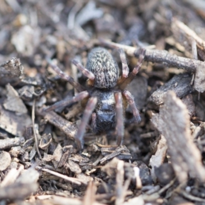 Badumna insignis (Black House Spider) at Lake Ginninderra - 3 Jul 2020 by AlisonMilton