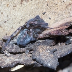 Badumna insignis at Belconnen, ACT - 3 Jul 2020