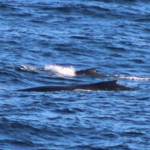 Balaenoptera acutorostrata at Batemans Marine Park - 5 Jul 2020