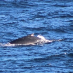 Balaenoptera acutorostrata at Batemans Marine Park - 5 Jul 2020 04:20 PM