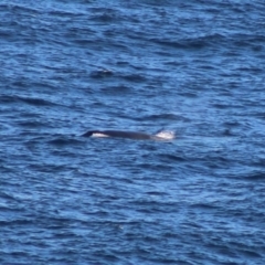 Balaenoptera acutorostrata at Batemans Marine Park - 5 Jul 2020 04:20 PM