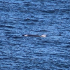 Balaenoptera acutorostrata at Batemans Marine Park - 5 Jul 2020